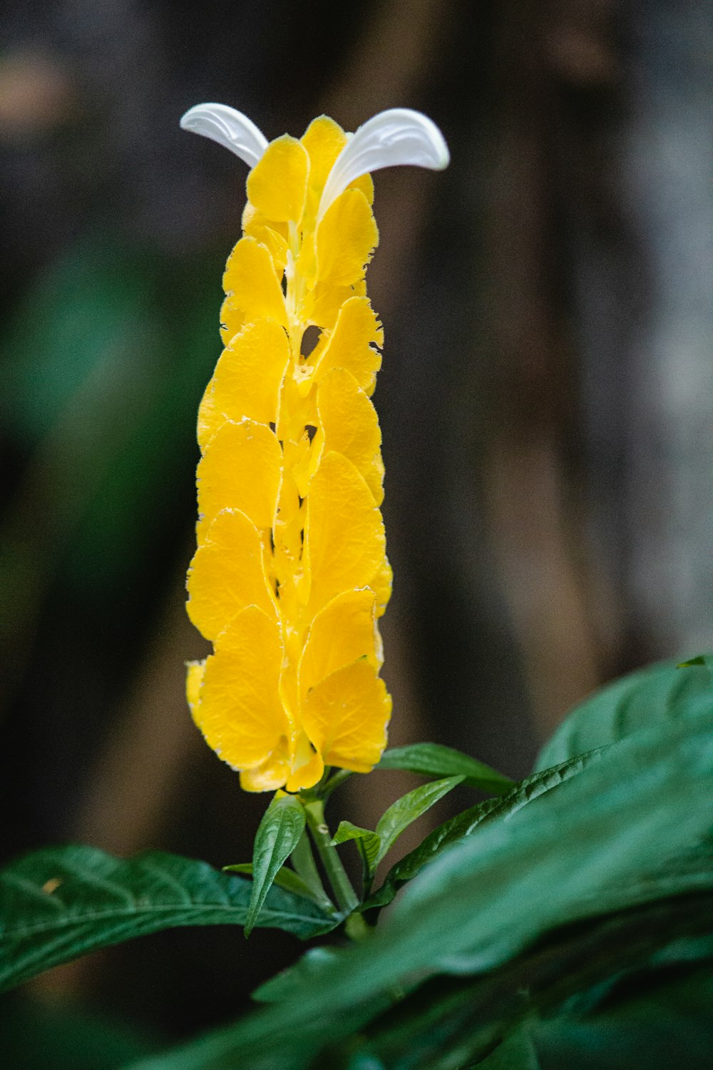 yellow flower with green leaves