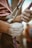 A close-up view of a person's hands, covered in chalk, gripping a climbing rope attached to a harness. The hand is secured to a carabiner, showcasing the preparation for rock climbing or a similar sport. The background is blurred, focusing on the hands and equipment.