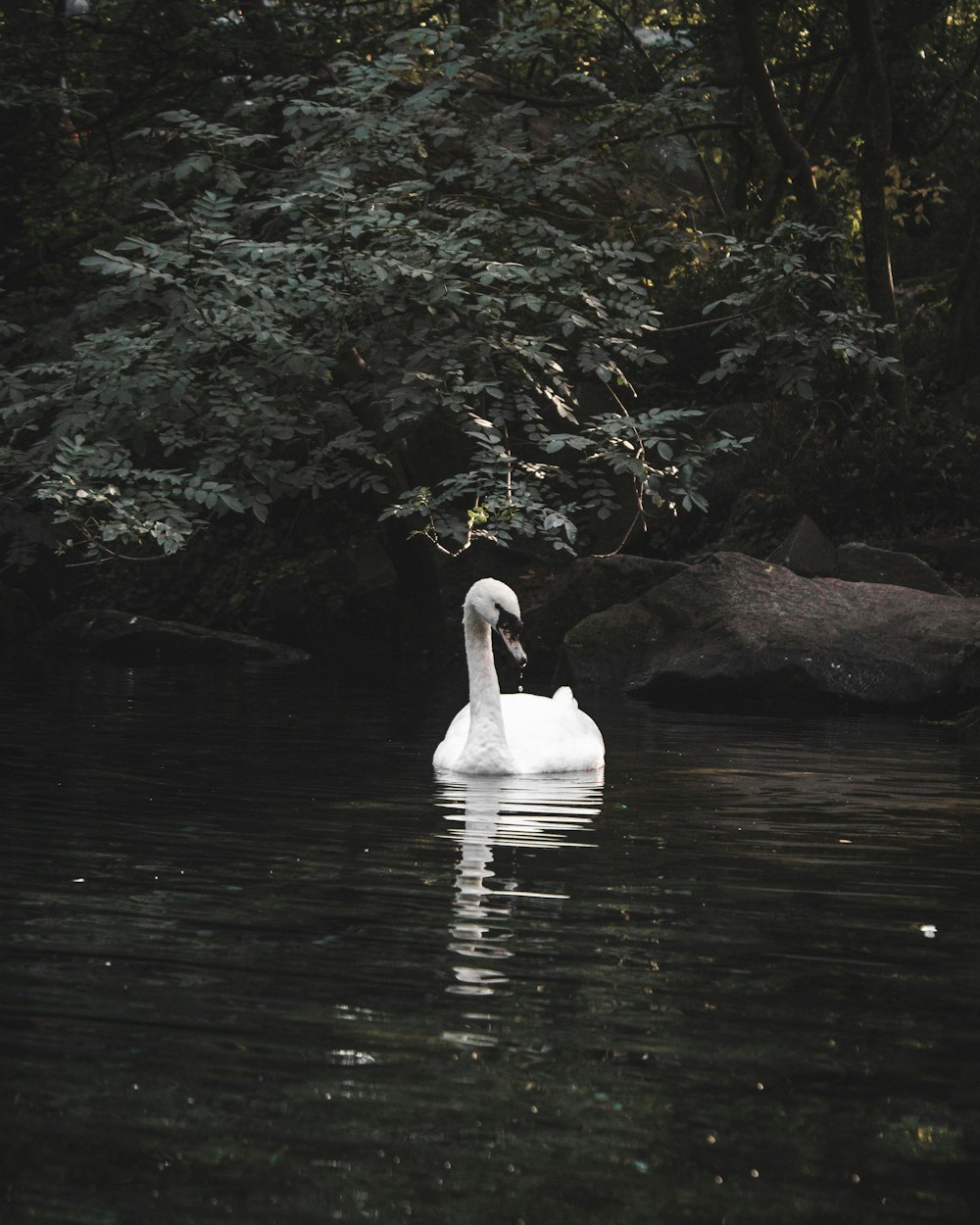 white swan on river during daytime