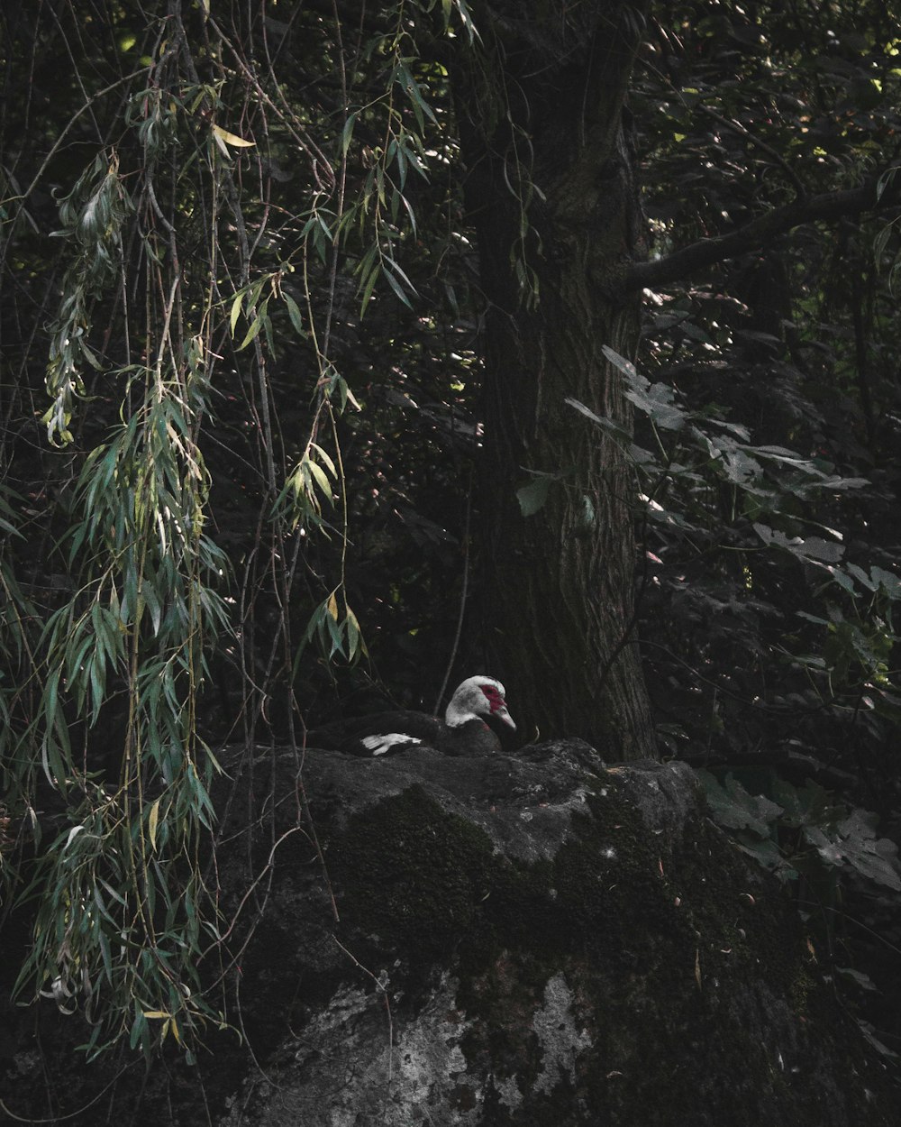 white bird on black rock