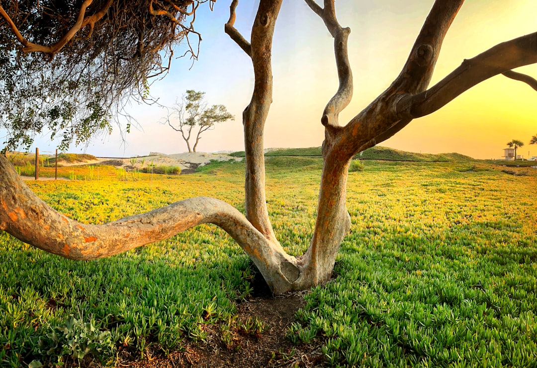 brown tree on green grass field during daytime