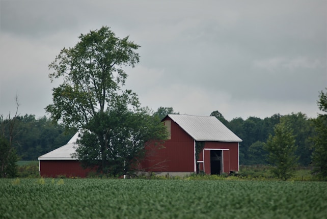 A red barn with a white roof is situated in a field with lush green crops. Tall trees surround the barn, and the sky is overcast, indicating cloudy weather.