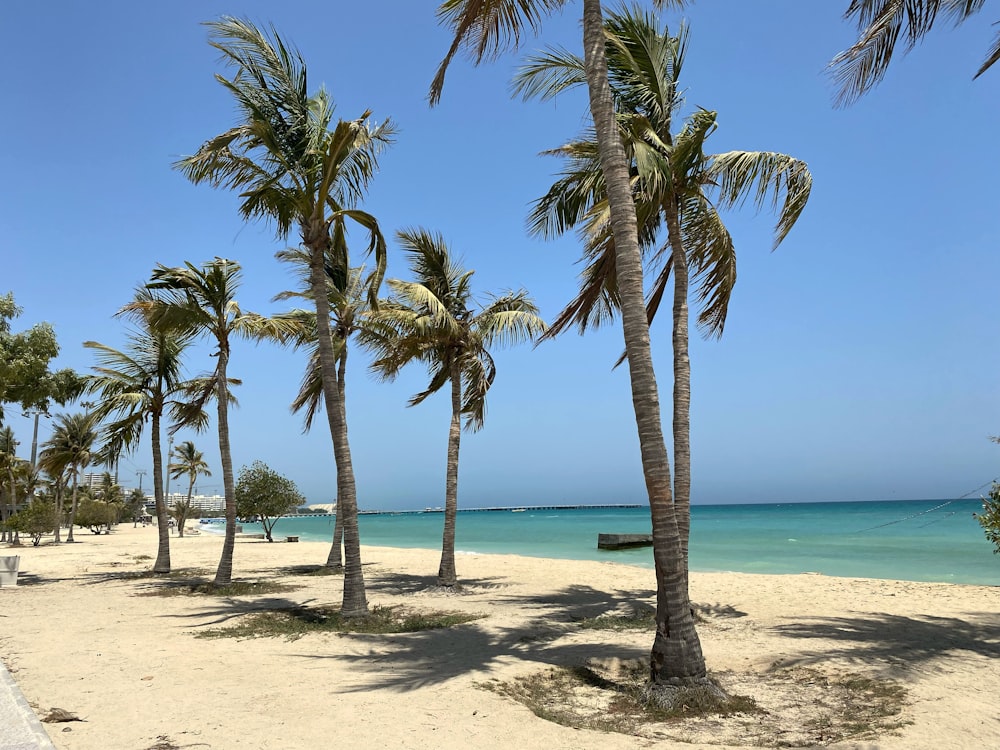 palme verdi sulla spiaggia durante il giorno