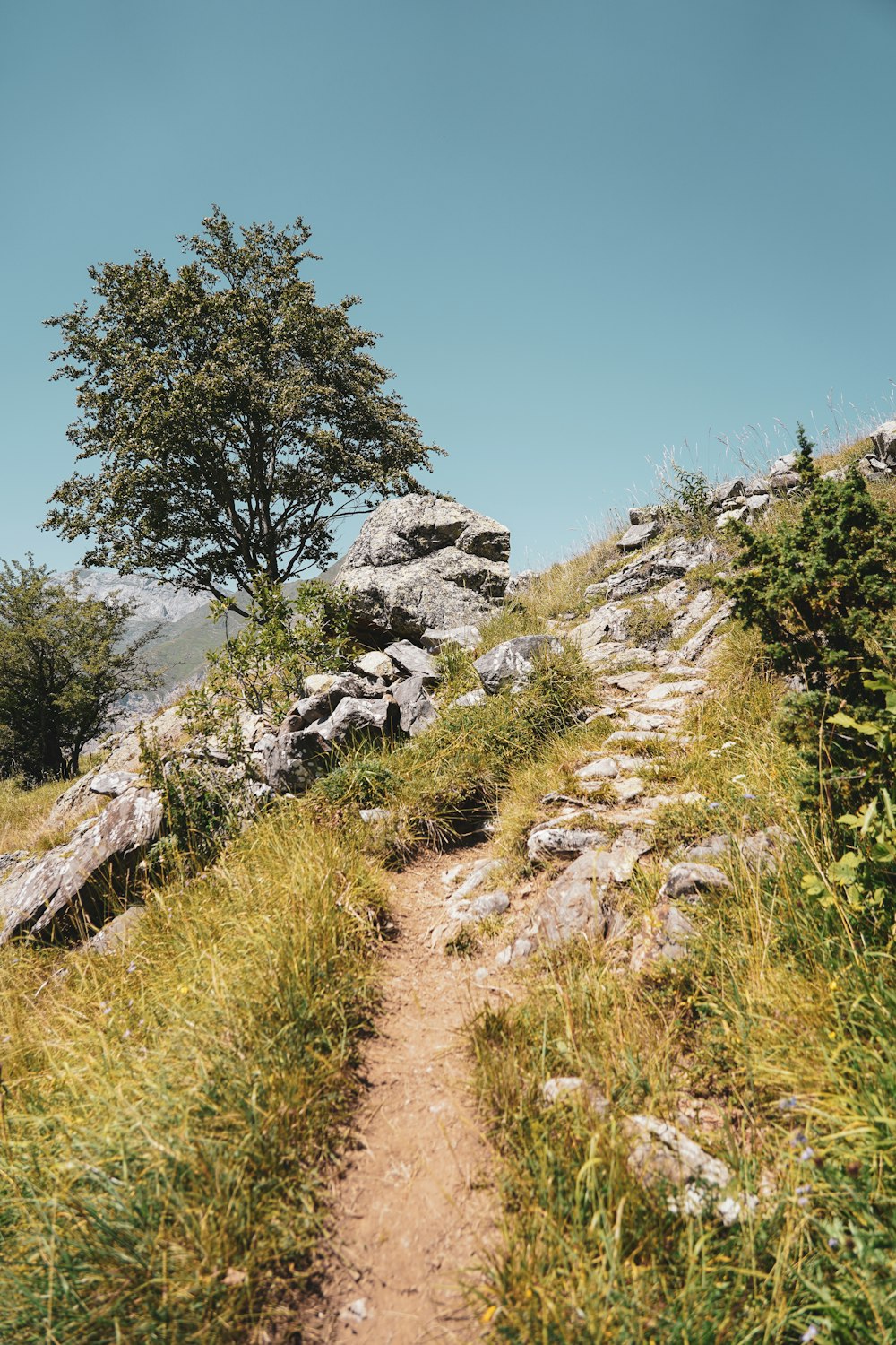 green grass and gray rocks