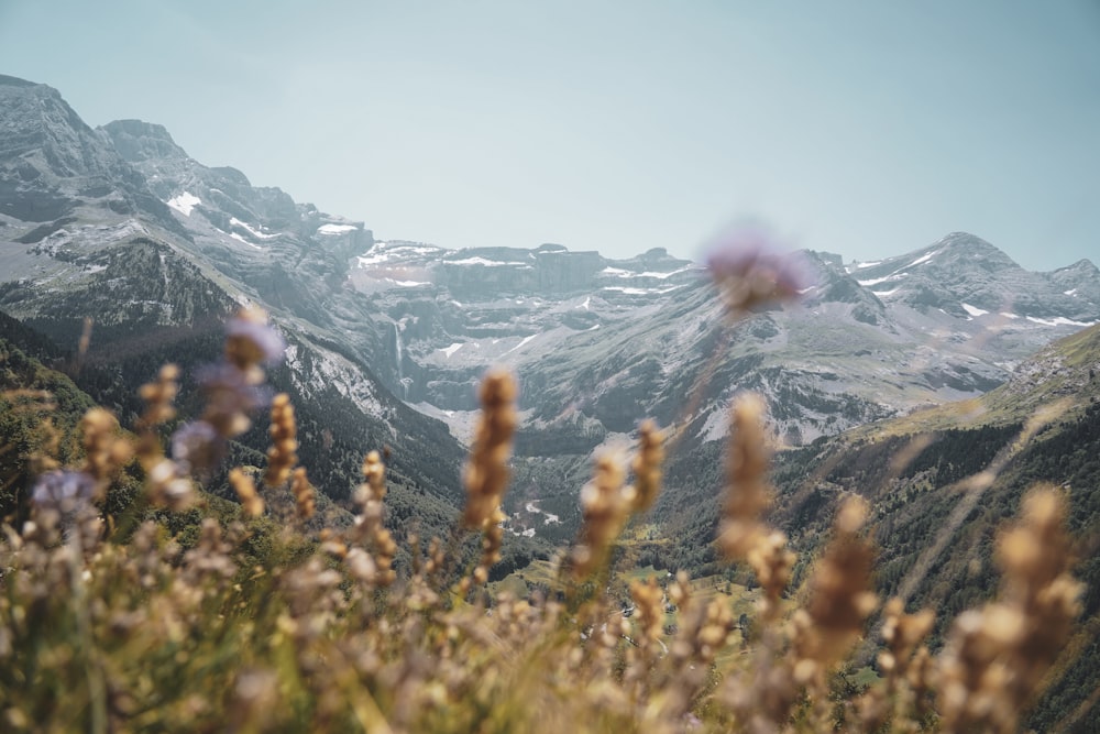 brown grass field near snow covered mountain during daytime