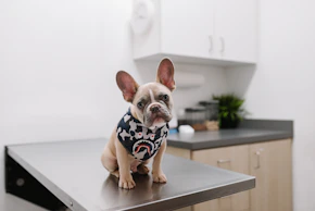 white and black short coated dog wearing white and black polka dot shirt