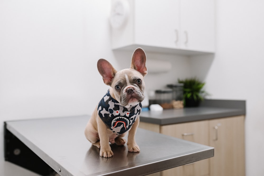 cão branco e preto de pelagem curta vestindo camisa de bolinhas branca e preta