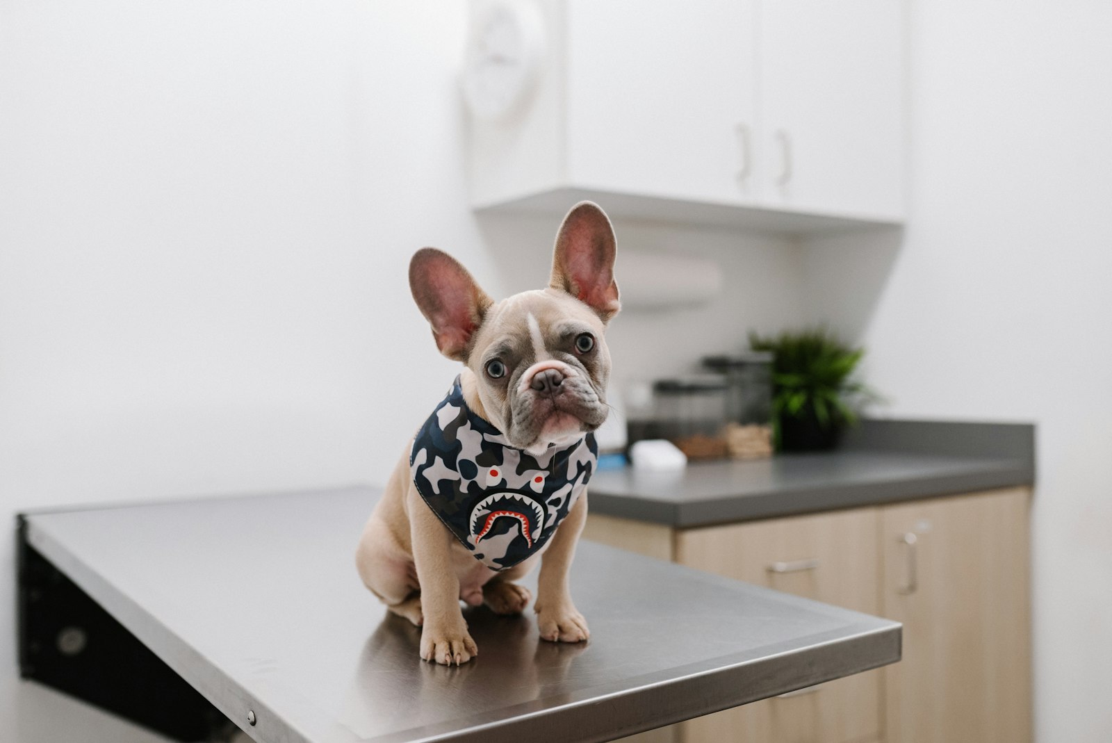 Pharmacy, Microchipping and Nutrition