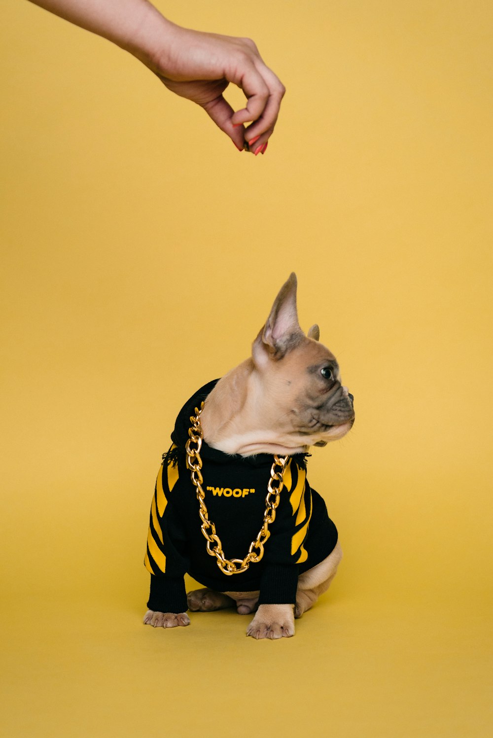 white and black short coated dog wearing black and yellow shirt