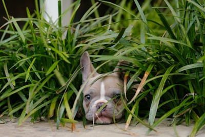 A close-up of a Jack Russell's curious eyes peeking out from behind a garden bush.