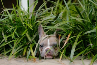 A curious dog peeking through tall grass with a playful expression.