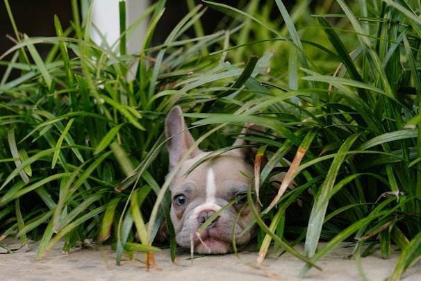A curious dog peeking through tall grass with a playful expression.