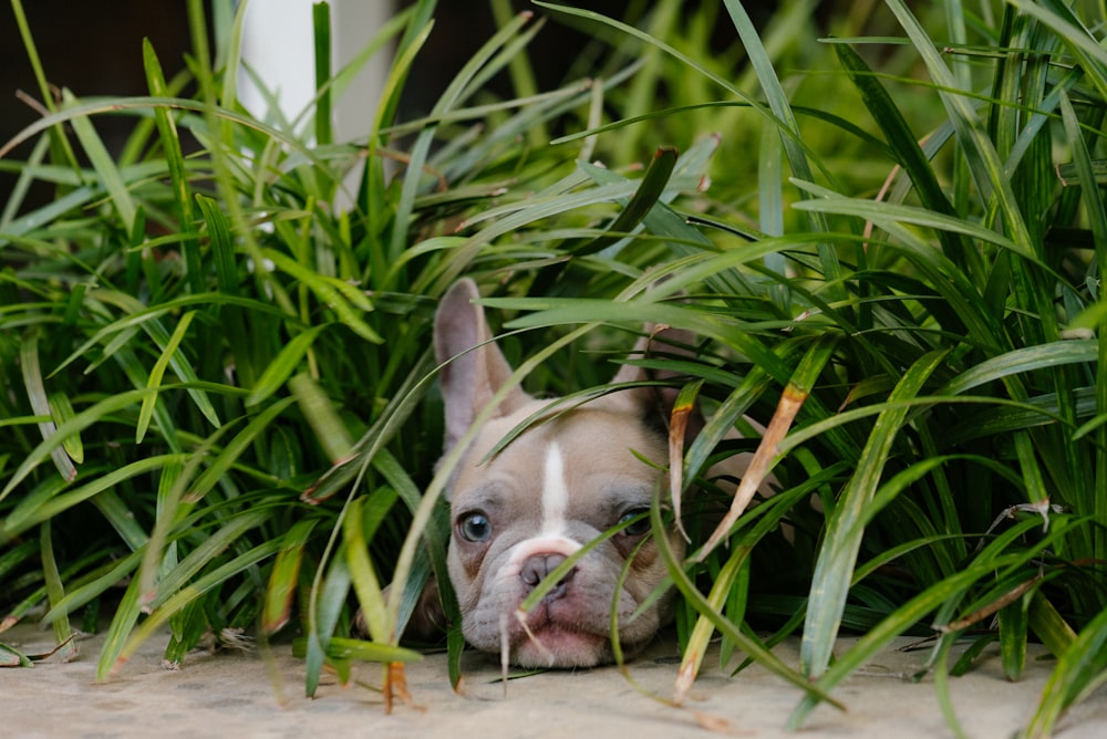 weißer und brauner Französische Bulldogge Welpe auf braunem Holzboden