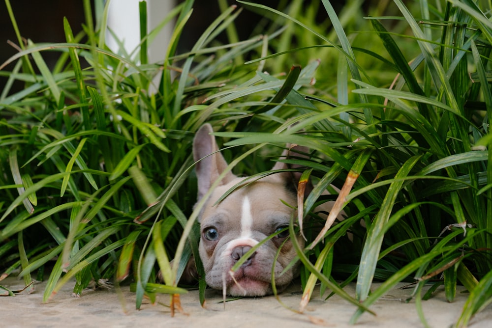 white and brown french bulldog puppy on brown wooden floor