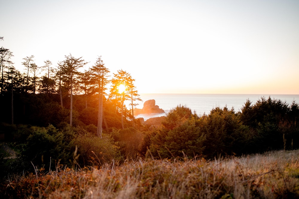 green grass field near body of water during sunset