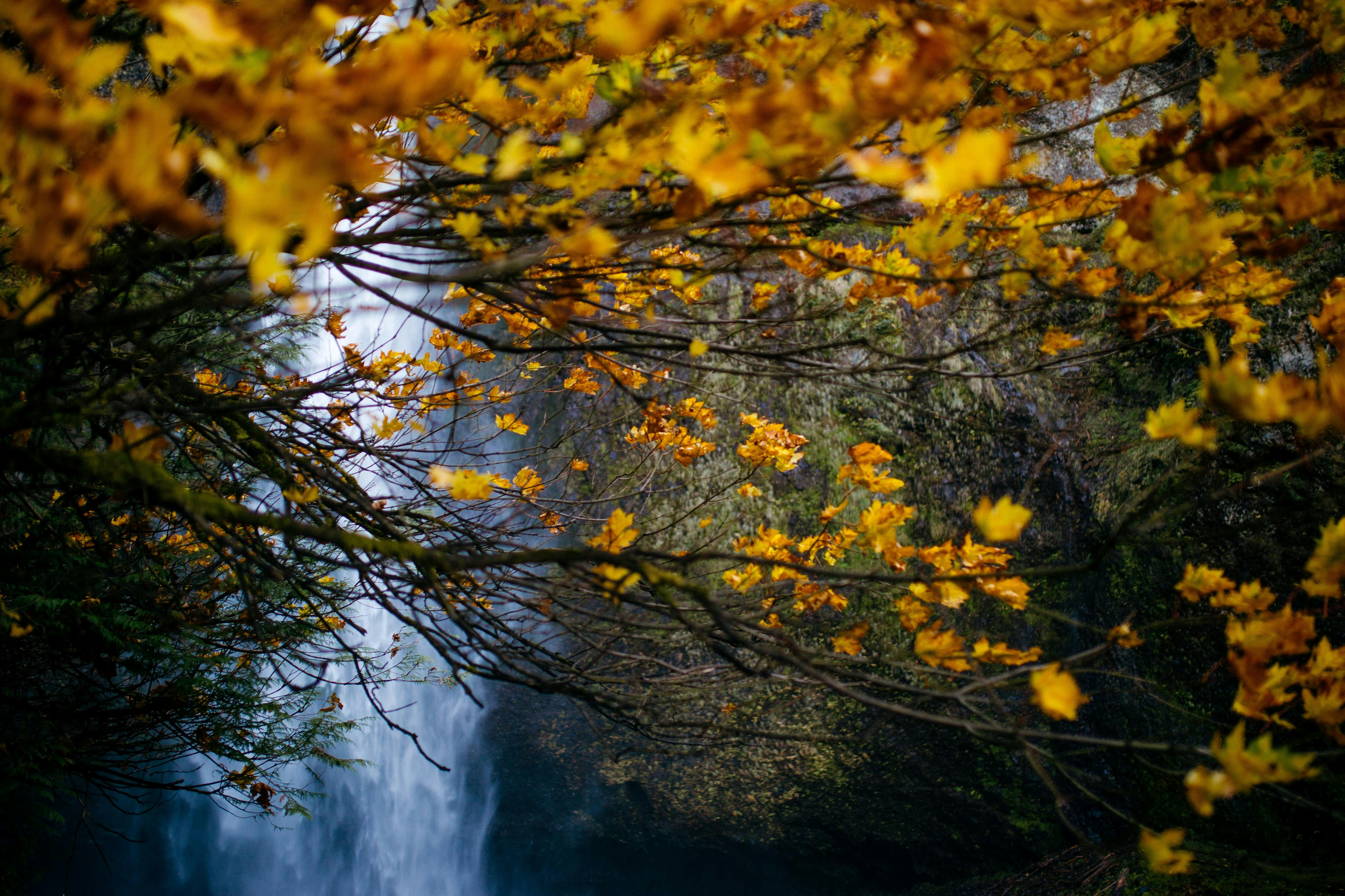 yellow leaves tree near body of water, 