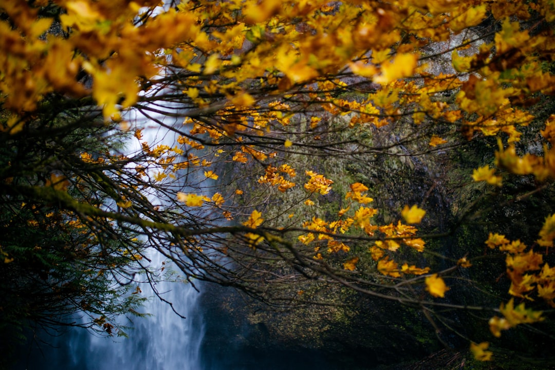 yellow leaves tree near body of water,