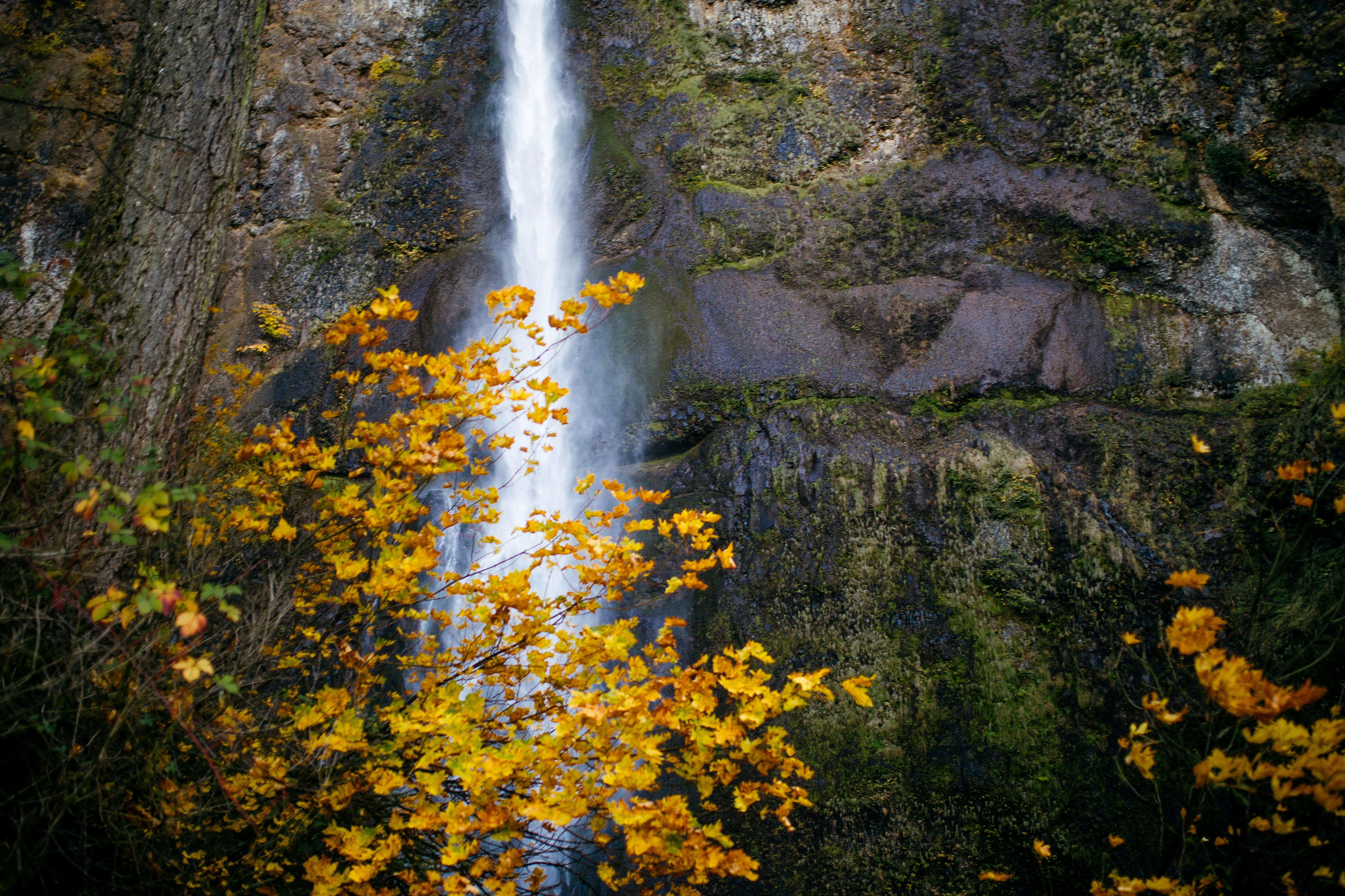 yellow flowers on gray rock mountain, 