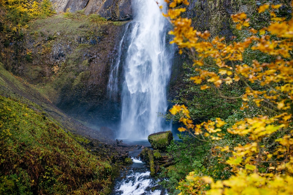 yellow flowers near waterfalls during daytime