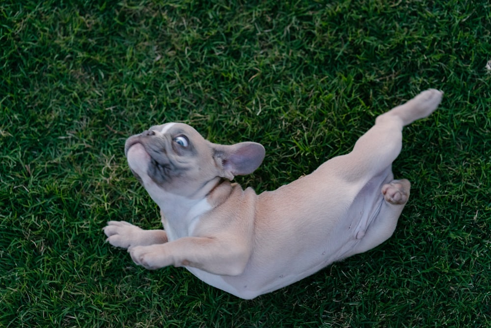 fawn pug lying on green grass field during daytime