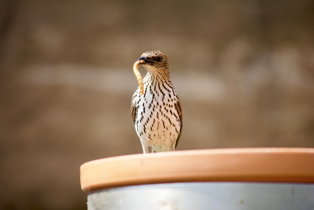 brown and white owl on white and orange plastic container