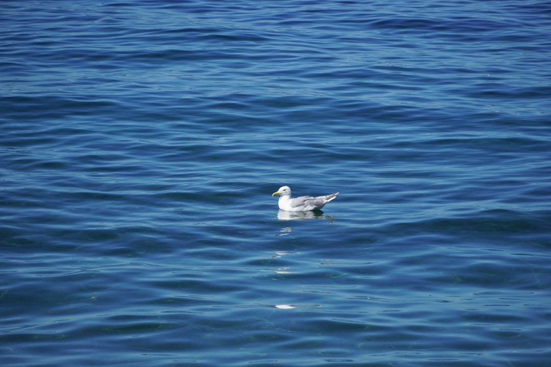 white and gray bird flying over the sea during daytime