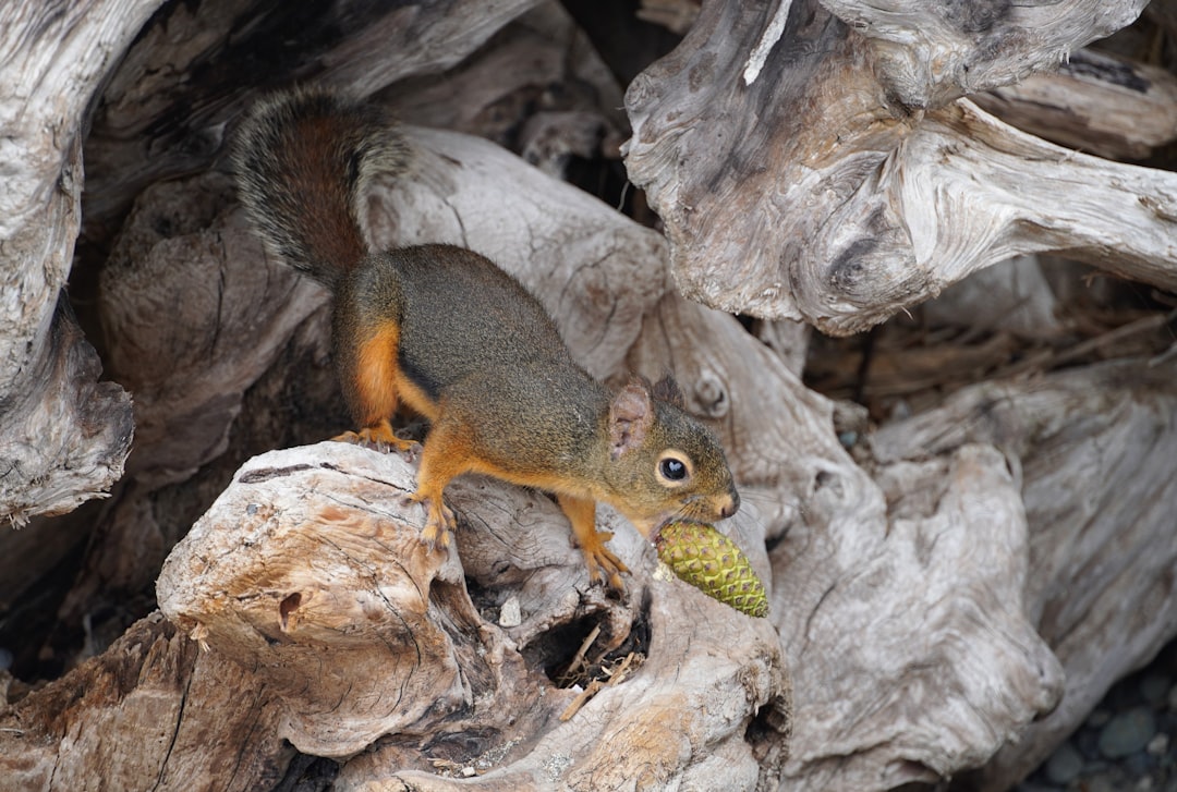 brown squirrel on brown tree trunk