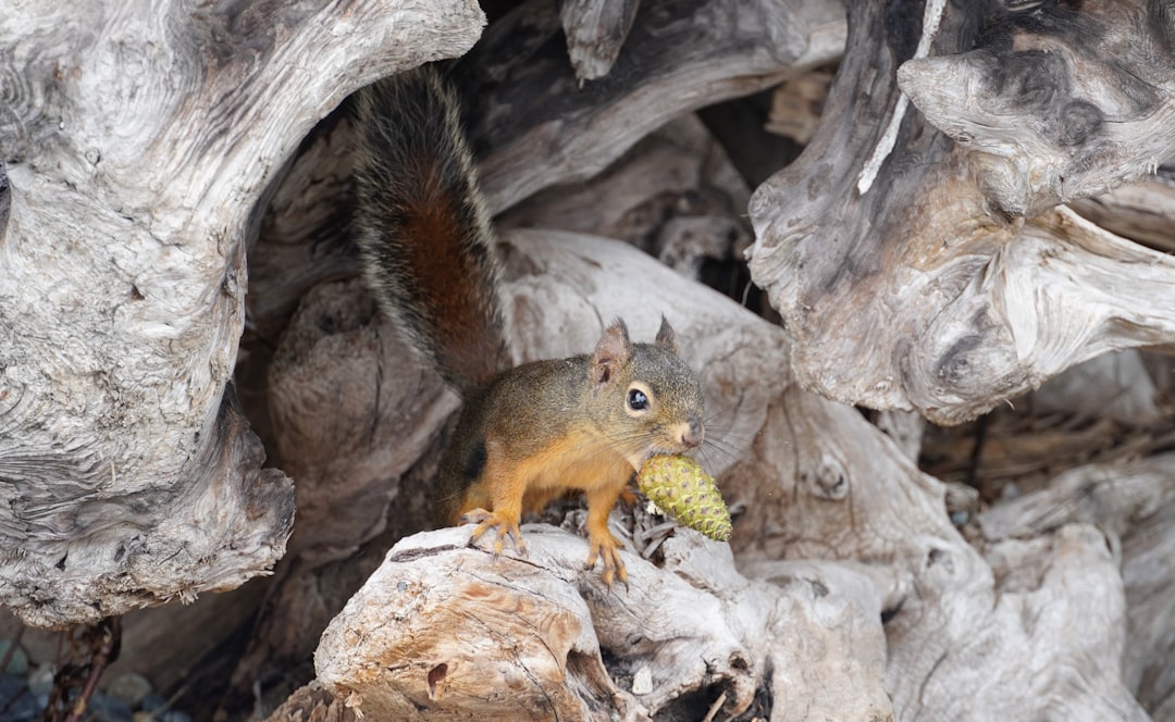 brown squirrel on brown tree log