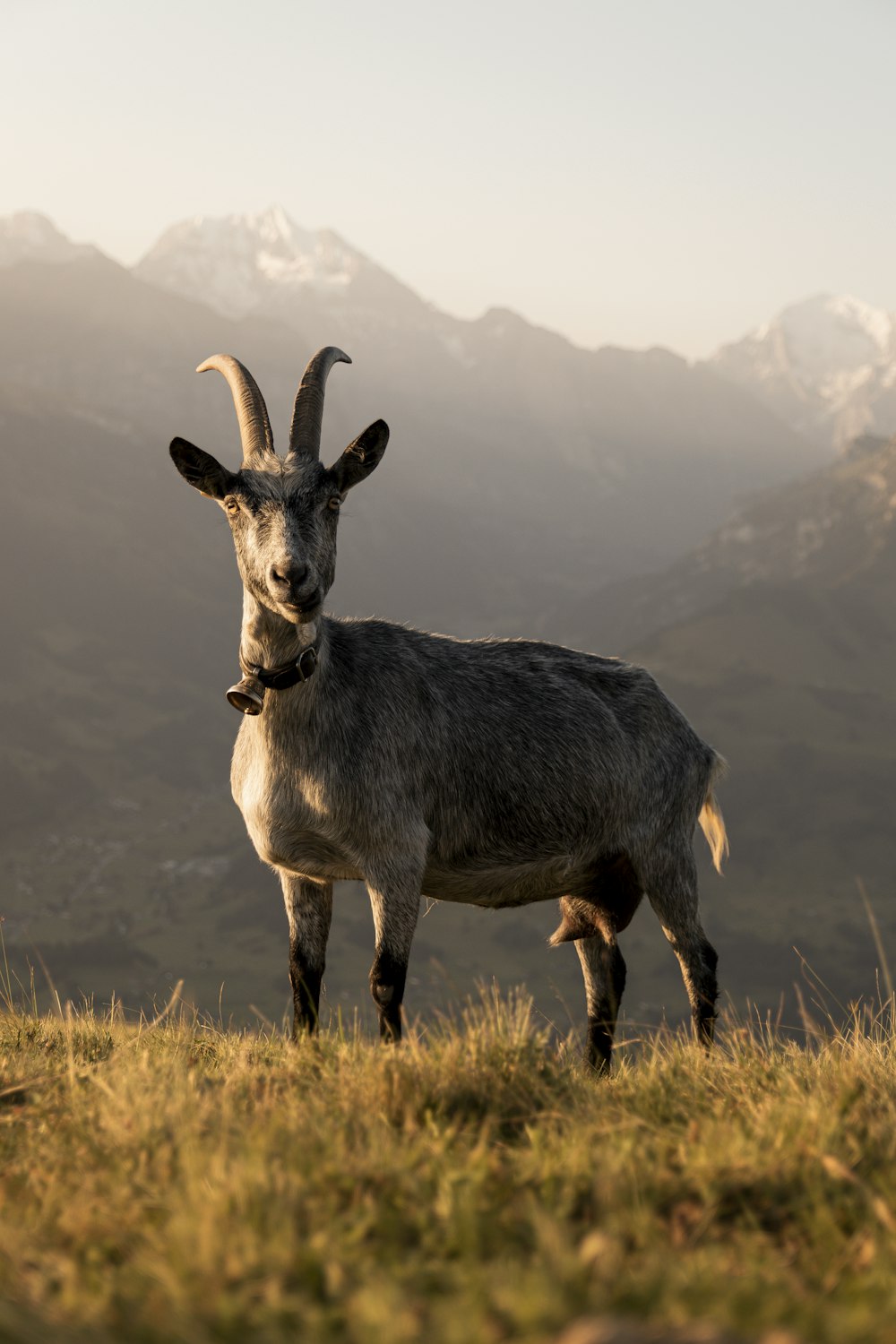 brown and white deer on brown grass field during daytime