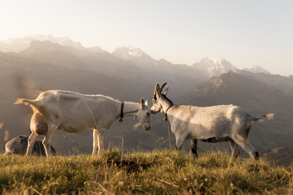 capra bianca e nera sul campo di erba verde durante il giorno