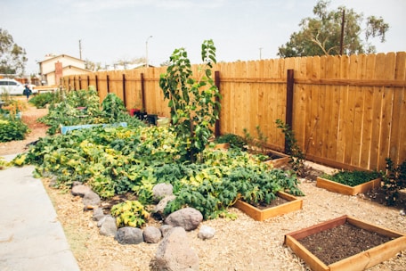 A vibrant community garden promoting healthy eating.