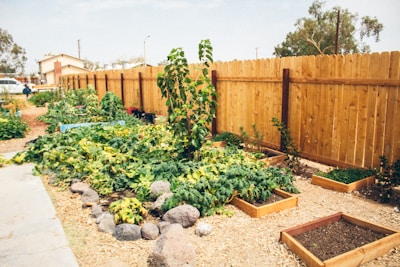 A vibrant community garden is surrounded by a tall wooden fence. Numerous raised wooden garden beds contain lush green plants, while freshly tilled earth is visible in some plots. Several rocks are placed decoratively along the garden's pathway. In the background, there are trees and a few houses, providing a suburban feel to the scene.