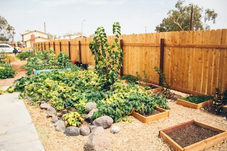 A vibrant community garden is surrounded by a tall wooden fence. Numerous raised wooden garden beds contain lush green plants, while freshly tilled earth is visible in some plots. Several rocks are placed decoratively along the garden's pathway. In the background, there are trees and a few houses, providing a suburban feel to the scene.