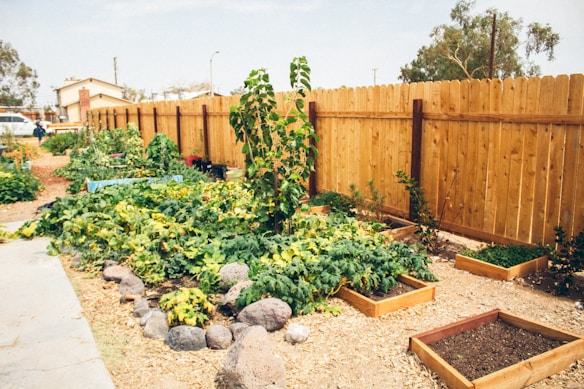 A vibrant community garden is surrounded by a tall wooden fence. Numerous raised wooden garden beds contain lush green plants, while freshly tilled earth is visible in some plots. Several rocks are placed decoratively along the garden's pathway. In the background, there are trees and a few houses, providing a suburban feel to the scene.