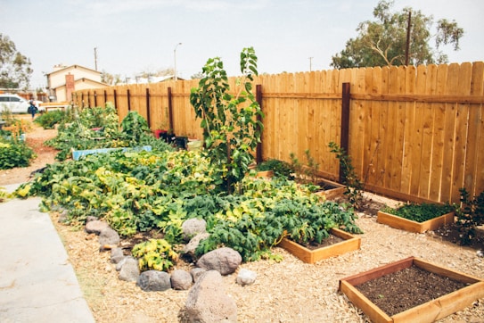 A vibrant community garden is surrounded by a tall wooden fence. Numerous raised wooden garden beds contain lush green plants, while freshly tilled earth is visible in some plots. Several rocks are placed decoratively along the garden's pathway. In the background, there are trees and a few houses, providing a suburban feel to the scene.