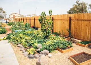 green plants near brown wooden fence during daytime