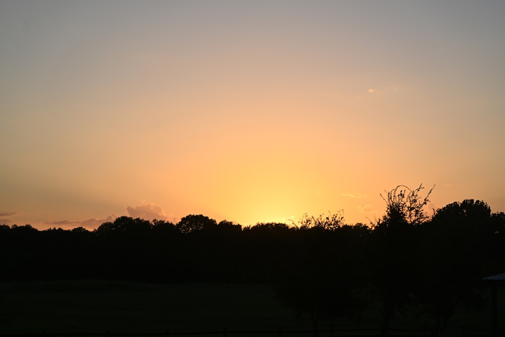 silhouette d’arbres au coucher du soleil