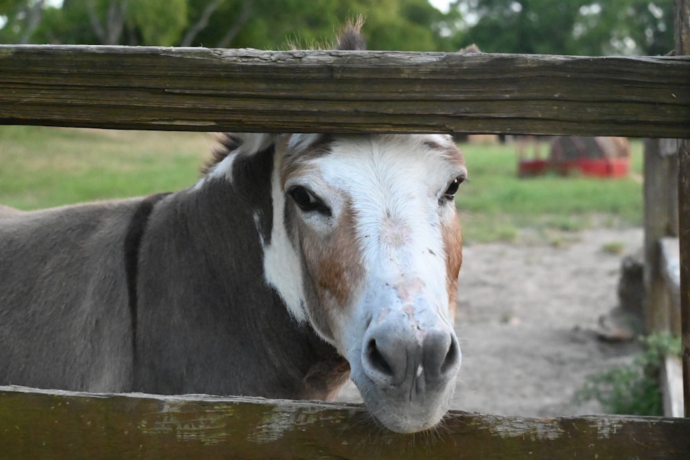 cheval blanc et brun sur clôture en bois marron pendant la journée