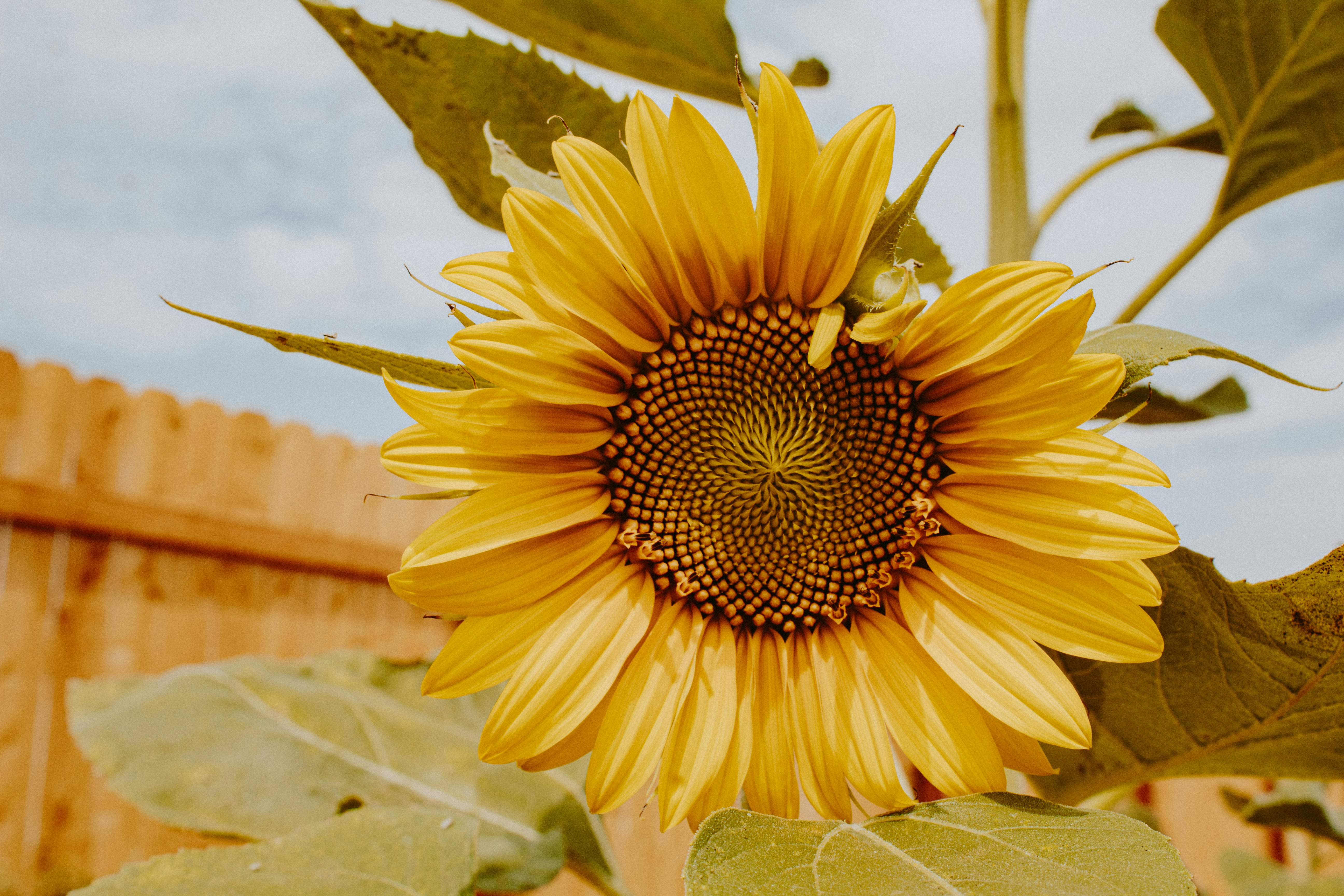 yellow sunflower in bloom during daytime