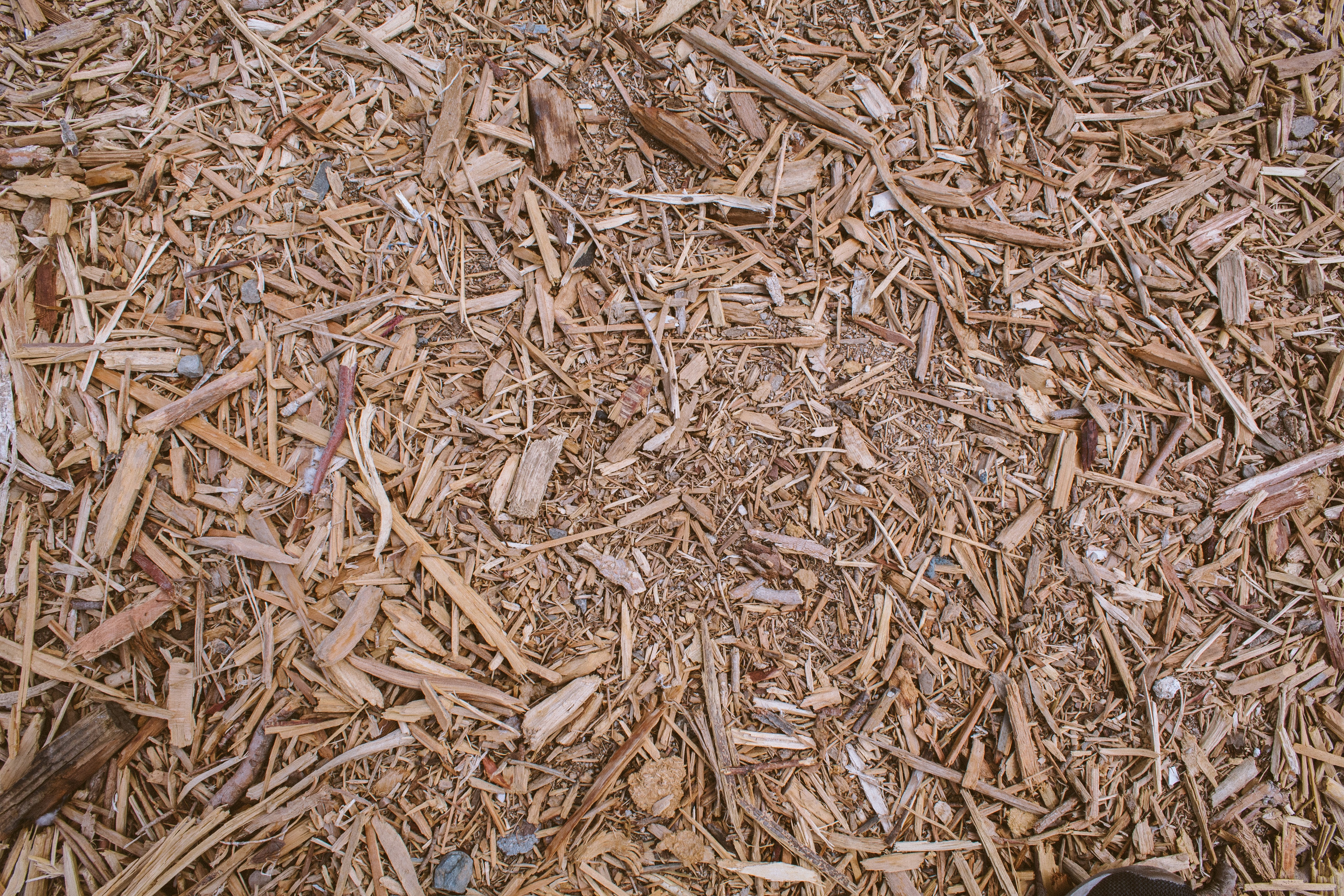 brown dried leaves on ground