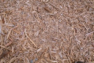 brown dried leaves on ground