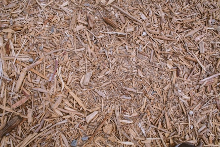 brown dried leaves on ground