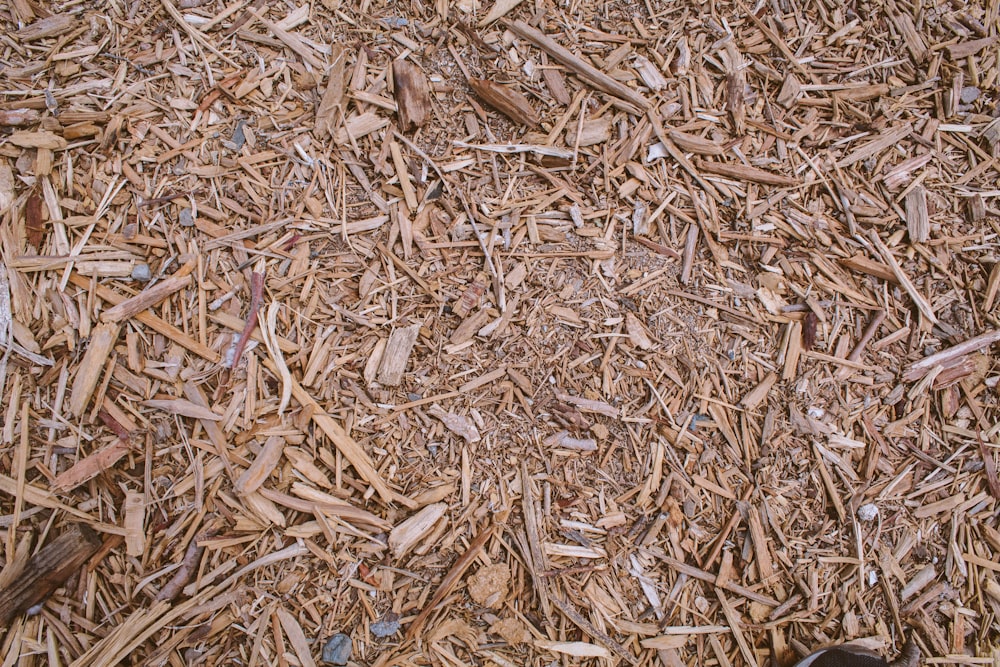 brown dried leaves on ground