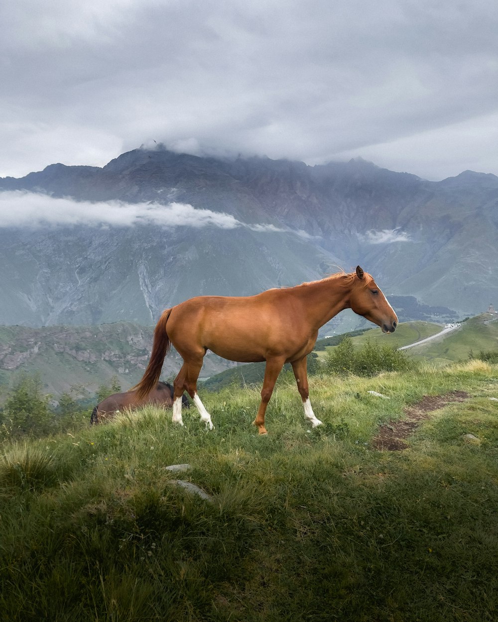 brown horse on green grass field during daytime