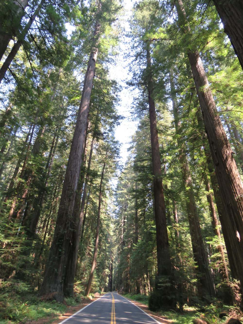 green and brown trees during daytime