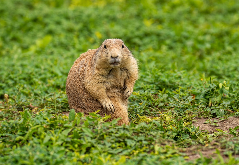 brown rodent on green grass during daytime