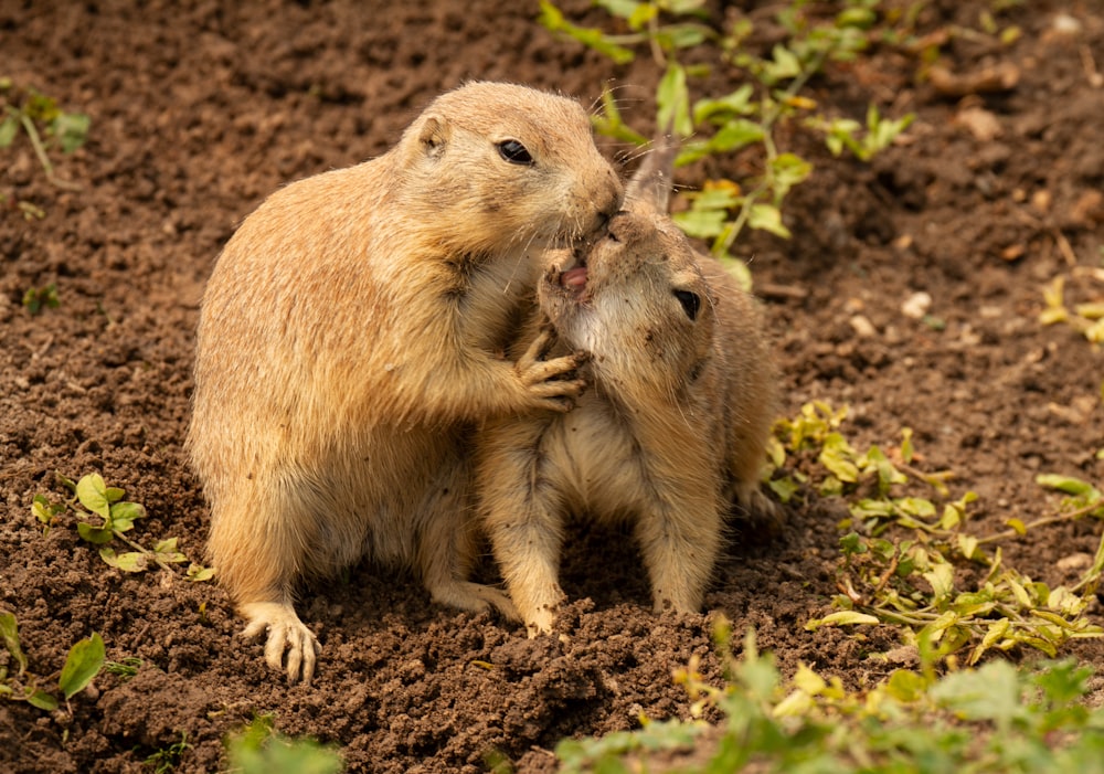 brown rodent on brown dried leaves