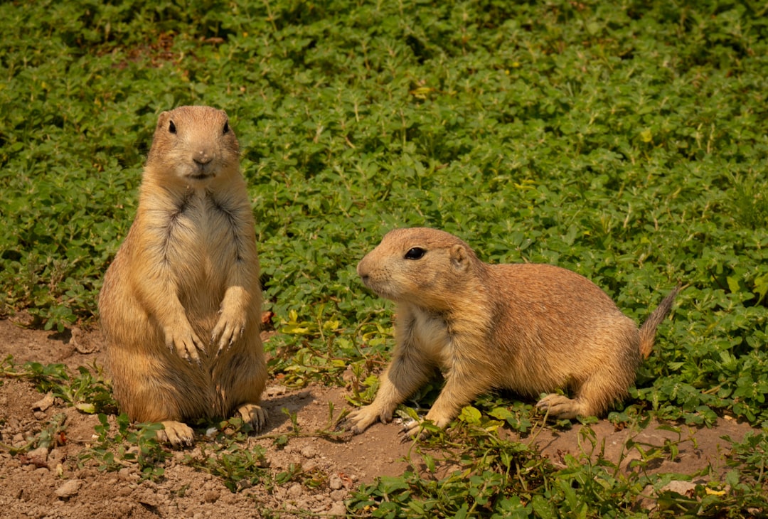 brown rodent on brown soil