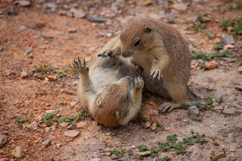 brown squirrel on brown soil