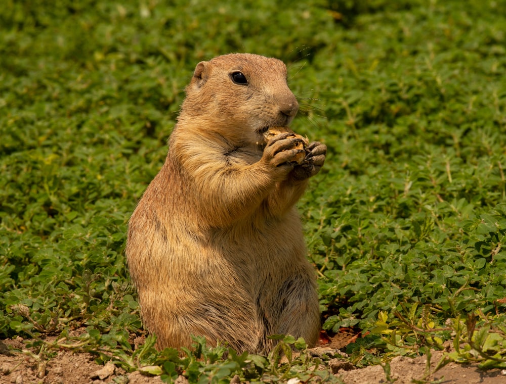 brown rodent on green grass during daytime